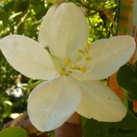 Bauhinia acuminata L.